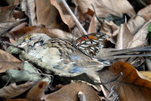Dead Bird and Butterfly